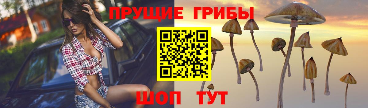 купить   Псилоцибиновые грибы MAGIC MUSHROOMS  Псилоцибиновые грибы Psilocybine cubensis  Вход с VPN  Клинцы 